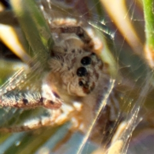 Opisthoncus sp. (genus) at Barton, ACT - 3 Sep 2024