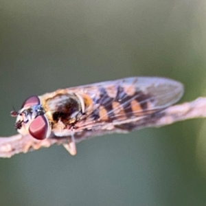 Simosyrphus grandicornis at Barton, ACT - 3 Sep 2024