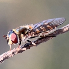 Simosyrphus grandicornis at Barton, ACT - 3 Sep 2024 03:38 PM