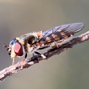 Simosyrphus grandicornis at Barton, ACT - 3 Sep 2024