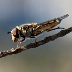 Simosyrphus grandicornis at Barton, ACT - 3 Sep 2024 03:38 PM