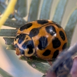 Harmonia conformis at Russell, ACT - 3 Sep 2024