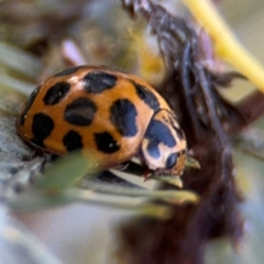 Harmonia conformis at Russell, ACT - 3 Sep 2024