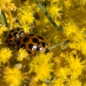 Harmonia conformis at Russell, ACT - 3 Sep 2024