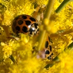 Harmonia conformis at Russell, ACT - 3 Sep 2024