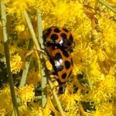 Harmonia conformis at Russell, ACT - 3 Sep 2024