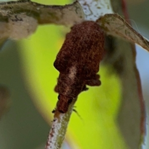 Gonipterus scutellatus at Barton, ACT - 3 Sep 2024