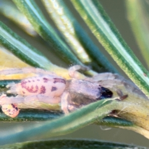 Clubionidae (family) at Barton, ACT - 3 Sep 2024