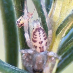 Clubionidae (family) at Barton, ACT - 3 Sep 2024