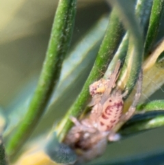 Clubionidae (family) at Barton, ACT - 3 Sep 2024