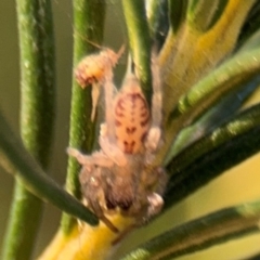 Clubionidae (family) at Barton, ACT - 3 Sep 2024