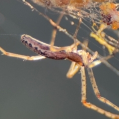 Tetragnatha demissa (Crouching Long-jawed Spider) at Russell, ACT - 3 Sep 2024 by Hejor1