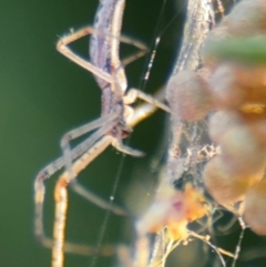 Tetragnatha demissa at Russell, ACT - 3 Sep 2024 04:04 PM