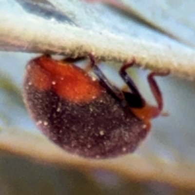 Cryptolaemus montrouzieri (Mealybug ladybird) at Barton, ACT - 3 Sep 2024 by Hejor1