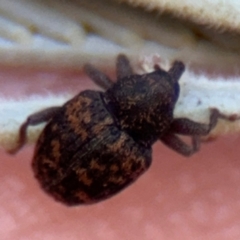 Melanterius sp. (genus) at Barton, ACT - 3 Sep 2024