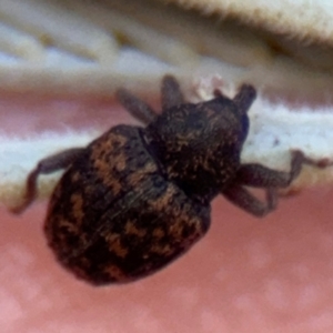 Melanterius sp. (genus) at Barton, ACT - 3 Sep 2024