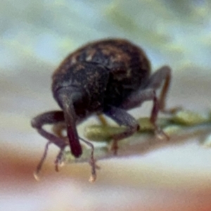 Melanterius sp. (genus) at Barton, ACT - 3 Sep 2024