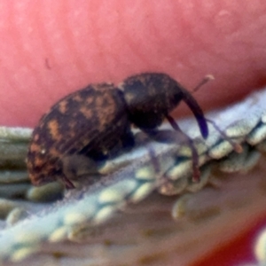 Melanterius sp. (genus) at Barton, ACT - 3 Sep 2024