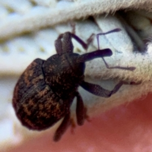 Melanterius sp. (genus) at Barton, ACT - 3 Sep 2024