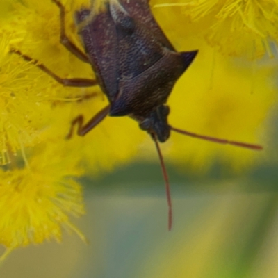 Oechalia schellenbergii (Spined Predatory Shield Bug) at Russell, ACT - 3 Sep 2024 by Hejor1