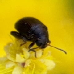 Alticini (tribe) (Unidentified flea beetle) at Russell, ACT - 3 Sep 2024 by Hejor1