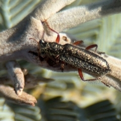 Lemidia subaenea at Parkes, ACT - 3 Sep 2024