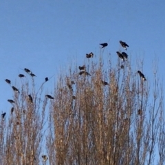 Zanda funerea (Yellow-tailed Black-Cockatoo) at Majura, ACT - 3 Sep 2024 by Yarra6