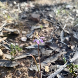 Caladenia fuscata at Denman Prospect, ACT - 3 Sep 2024