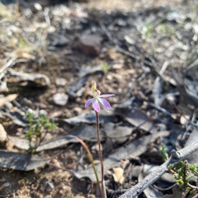 Caladenia fuscata (Dusky Fingers) at Denman Prospect, ACT - 3 Sep 2024 by nic.jario