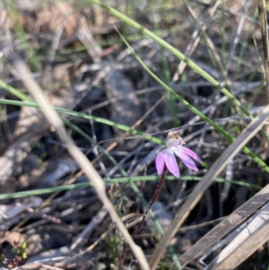 Caladenia fuscata at Denman Prospect, ACT - 3 Sep 2024