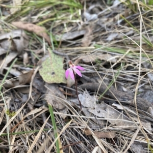 Caladenia fuscata at Denman Prospect, ACT - 3 Sep 2024