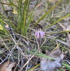 Caladenia fuscata at Denman Prospect, ACT - 3 Sep 2024