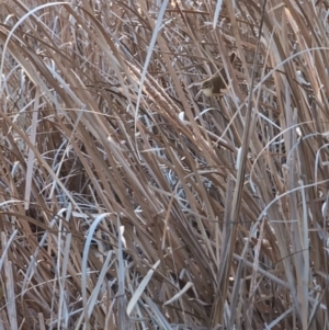 Acrocephalus australis at Lawson, ACT - 3 Sep 2024