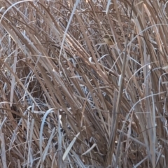 Acrocephalus australis at Lawson, ACT - 3 Sep 2024