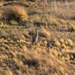 Egretta novaehollandiae (White-faced Heron) at Lawson, ACT - 3 Sep 2024 by mroseby