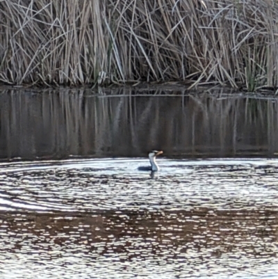 Microcarbo melanoleucos (Little Pied Cormorant) at Lawson, ACT - 3 Sep 2024 by mroseby