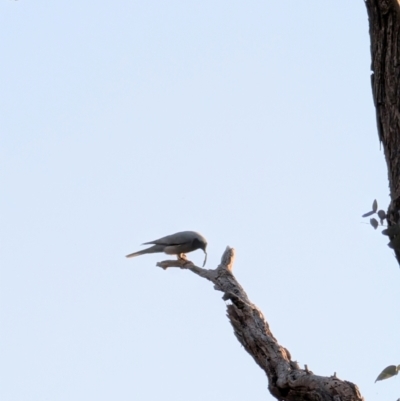 Coracina novaehollandiae (Black-faced Cuckooshrike) at Lawson, ACT - 3 Sep 2024 by mroseby