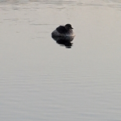 Tachybaptus novaehollandiae (Australasian Grebe) at Lawson, ACT - 3 Sep 2024 by mroseby