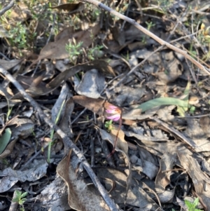 Caladenia fuscata at Denman Prospect, ACT - 3 Sep 2024