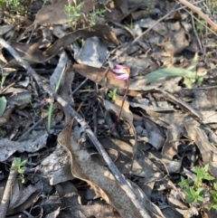 Caladenia fuscata at Denman Prospect, ACT - 3 Sep 2024