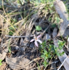 Caladenia fuscata at Denman Prospect, ACT - suppressed