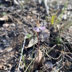 Caladenia fuscata at Denman Prospect, ACT - 3 Sep 2024