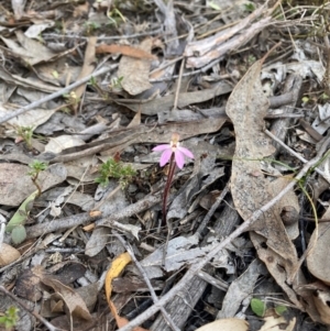 Caladenia fuscata at Denman Prospect, ACT - suppressed