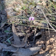 Caladenia fuscata at Denman Prospect, ACT - suppressed