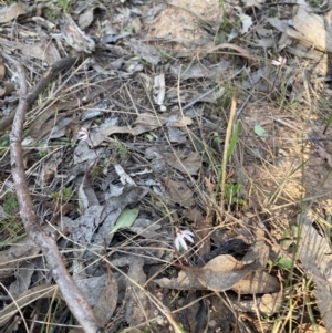 Caladenia fuscata at Denman Prospect, ACT - suppressed