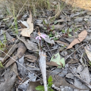 Caladenia fuscata at Denman Prospect, ACT - suppressed