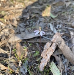 Caladenia fuscata at Denman Prospect, ACT - suppressed