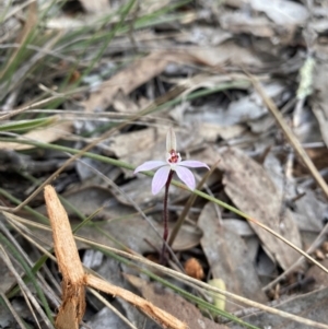 Caladenia fuscata at Denman Prospect, ACT - 3 Sep 2024