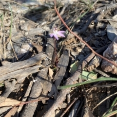Caladenia fuscata at Denman Prospect, ACT - suppressed