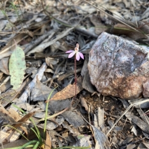 Caladenia fuscata at Denman Prospect, ACT - 3 Sep 2024